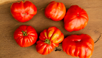 Ochsenherz-Tomate