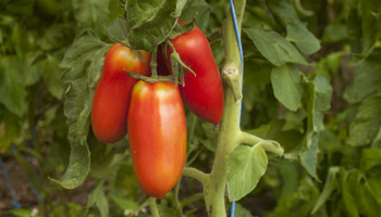 San-Marzano-Tomate