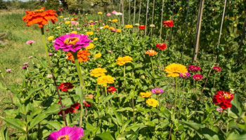 Zinnien