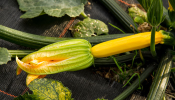 Zucchini gelb