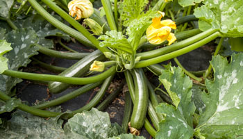 Zucchini